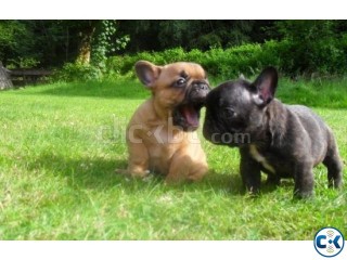 quality french bulldog puppies Available