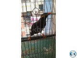 AKTI SUNDOR SUSTO KOTHA BOLA MOYNA BIRD .