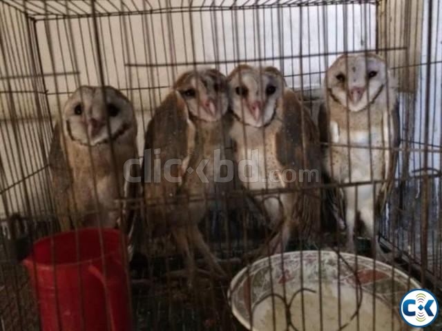 barn owl for sale large image 0