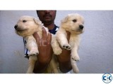 Golden Ratriver Puppy