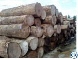 Mahogany logs