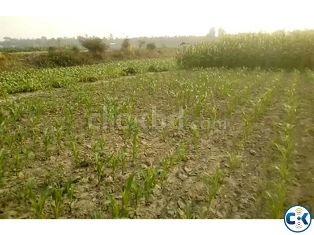 ঢাকার মানিকগঞ্জে ৫৯ কাঠা জমি বিক্রয় Dhaka Manikgonj. large image 1