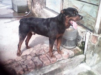 wanted a 100 pure ROTTWELLVAR DOG FEMALE