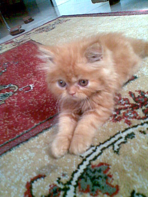 brown persian kitten large image 0