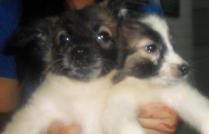 1 male LASA Puppy Needed Good if LASA SPITZ Cross Puppy  large image 0
