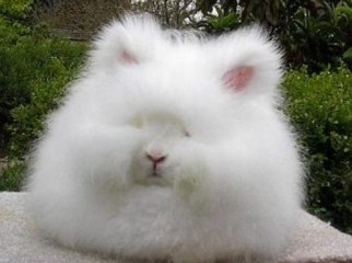Spunky litter of Pomeranian puppies and rabbits for Xmas