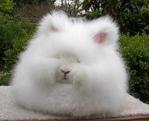 Spunky litter of Pomeranian puppies and rabbits for Xmas large image 0