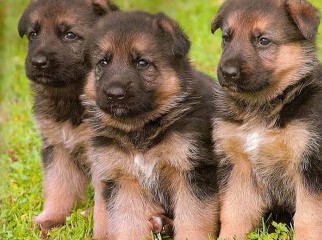 need urgent 2 German Shepherd Puppies