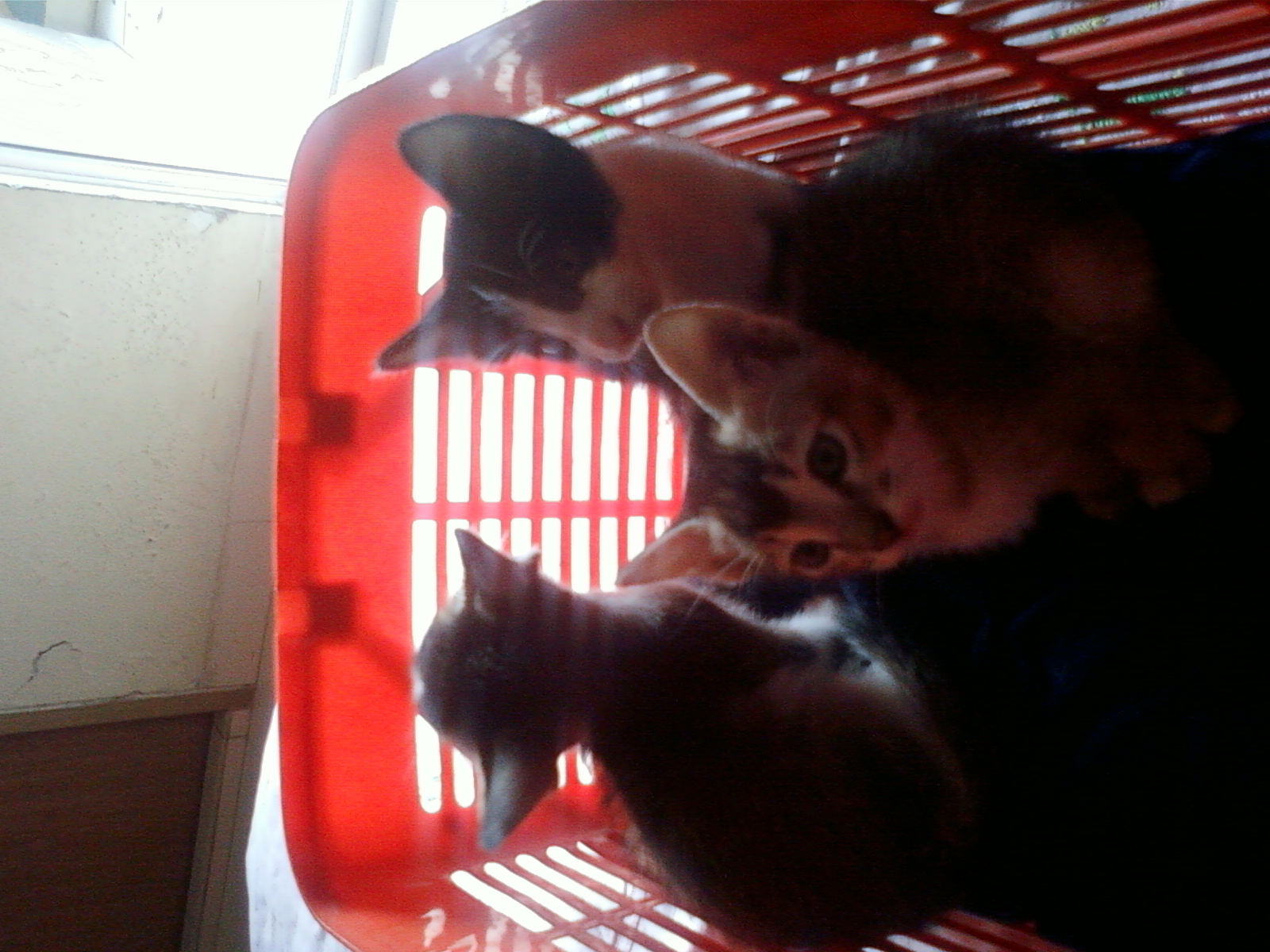 American Short Hair Kitten For sell large image 0