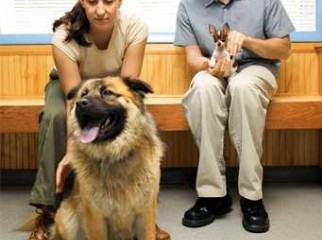 Pet Animal Healthcare Dog Cat Rabbit Cage Bird Exotics