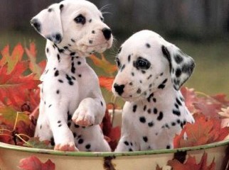 BDVET.COM PET CLINIC Vet Available
