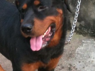 Wanted a 100 pure Rottwelar Female 01672834449