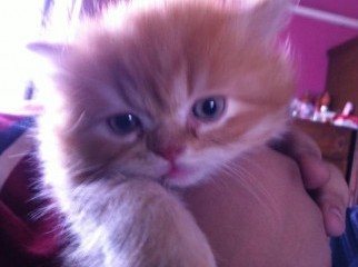 Persian cat