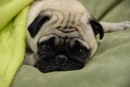 Want to buy a PUG  large image 0