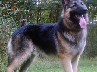 pure german shephard puppies