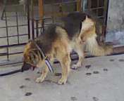 pure pedigree german shepherd large image 0