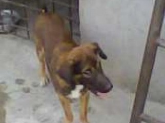 grey hound dog