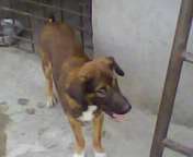 grey hound dog large image 0