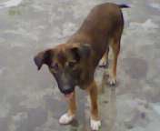 grey hound dog large image 1