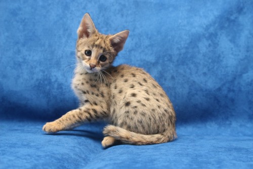available kittens for sale large image 0