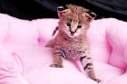 available kittens for sale large image 1