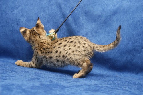 available kittens for sale large image 2