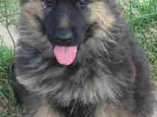 original pure breed long coated german shephard puppies