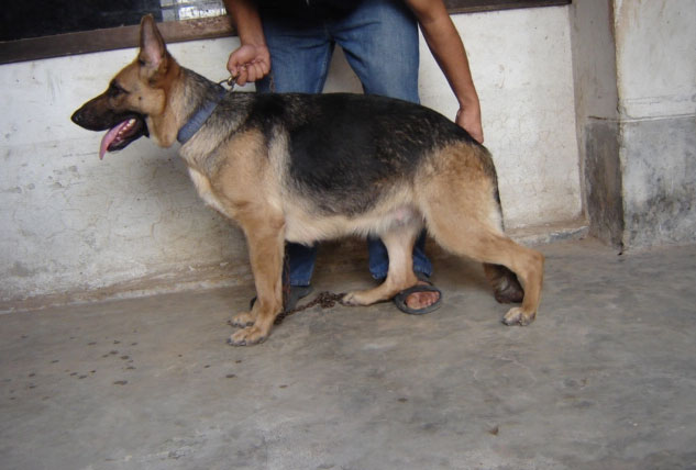 Orginal German Shepherd F age - 2 years. large image 0