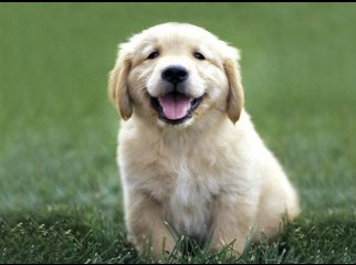 Pure Breed Golden Retriever Puppy for sale