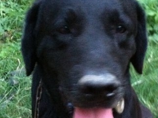 black trained labradordog on sale