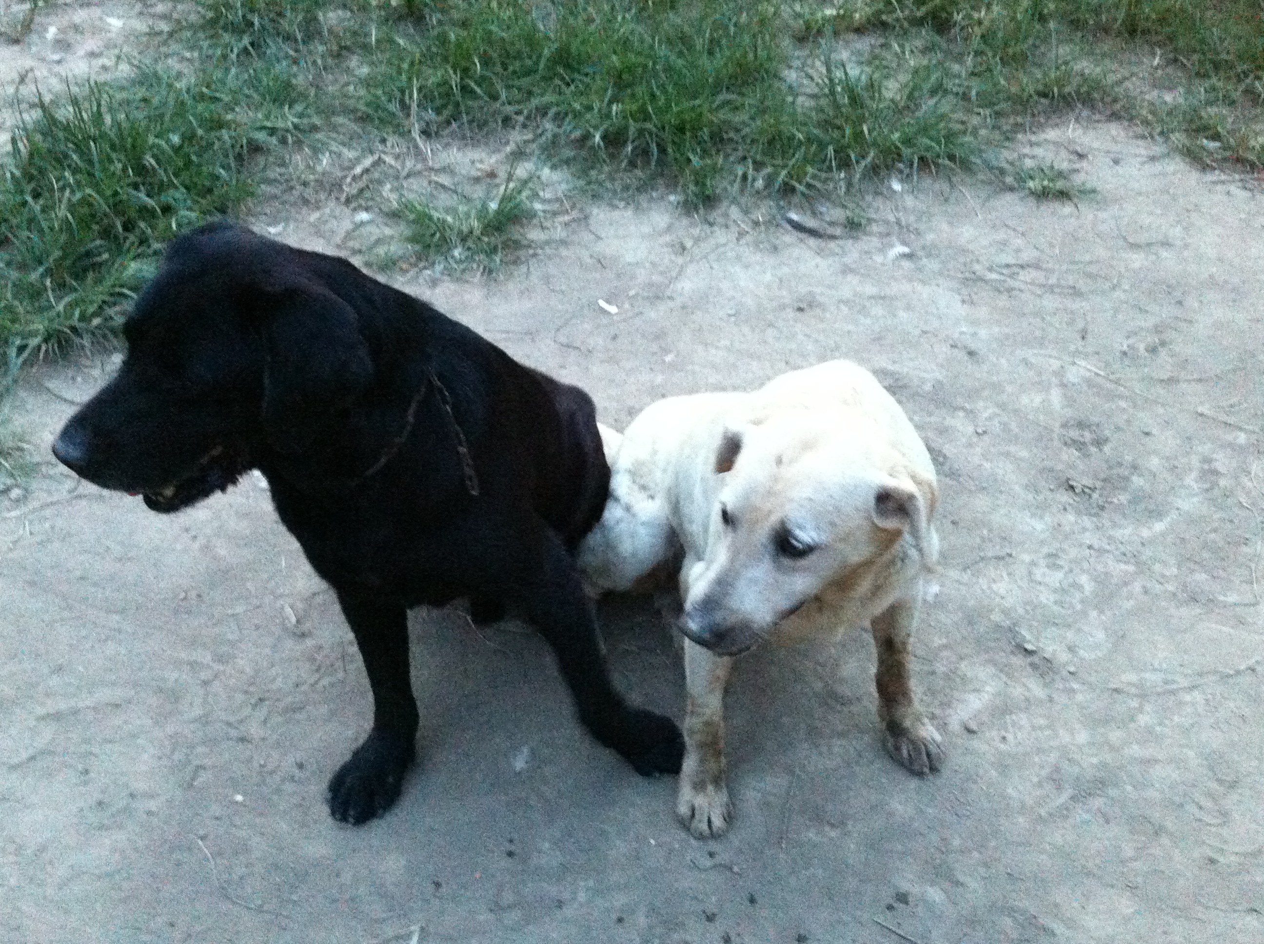 black trained labradordog on sale large image 1
