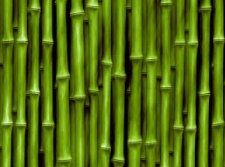 Bamboo Bamboo Bamboo supply from sylhet