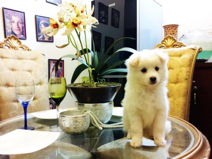 pure breed russian pomeranian puppy large image 0