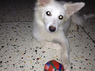 6 months old samoyed puppy for a good caring home