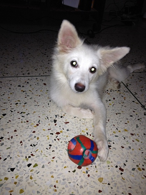 6 months old samoyed puppy for a good caring home large image 0