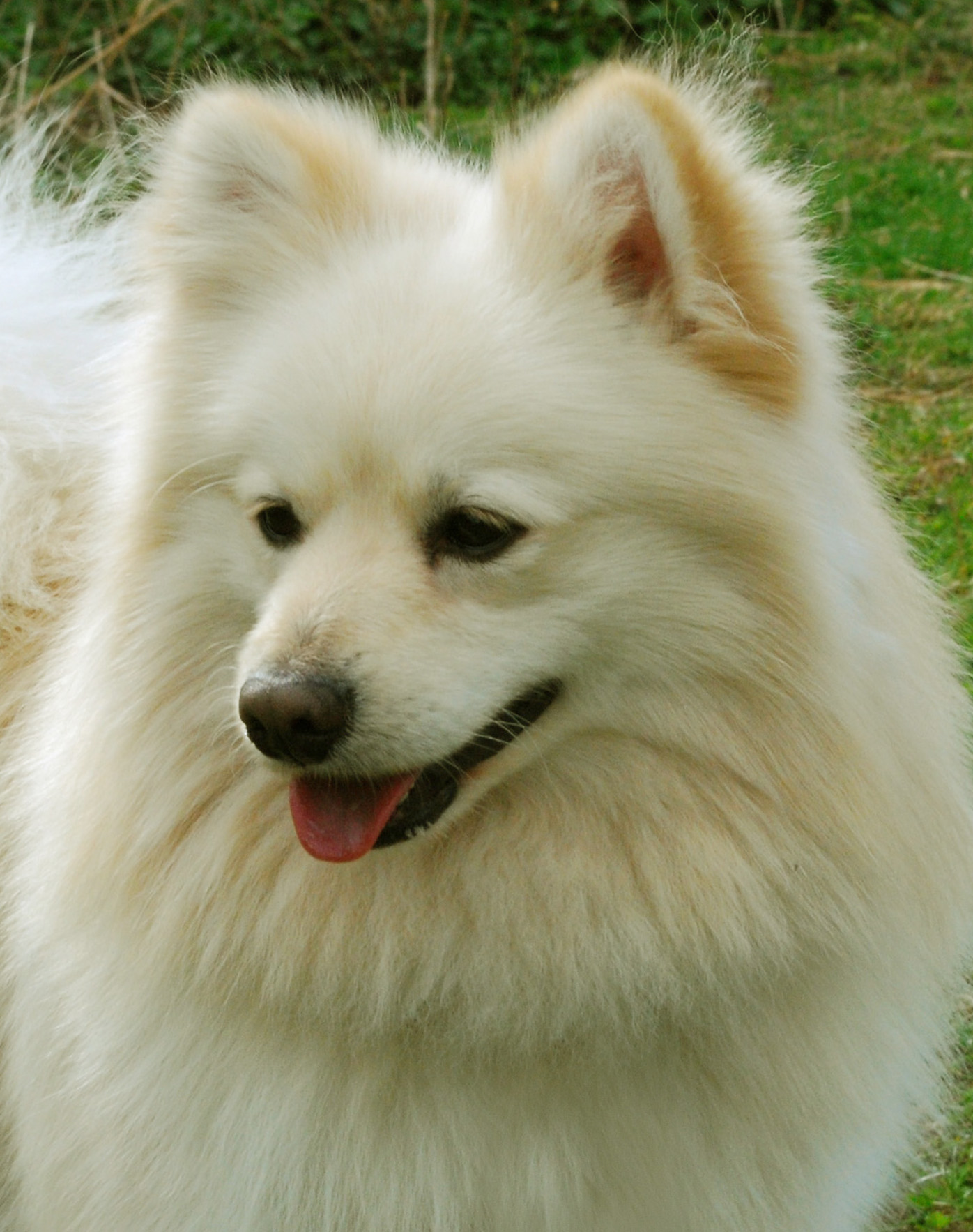 German Spitz 2 month s puppy large image 0