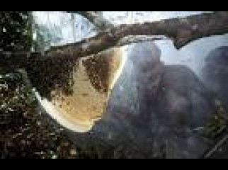 100 Guarantee Pure Natural Surdarban Honey.