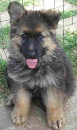 german shephard puppy large image 0