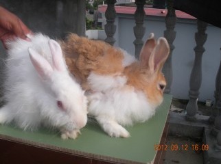 100 halal rabbit