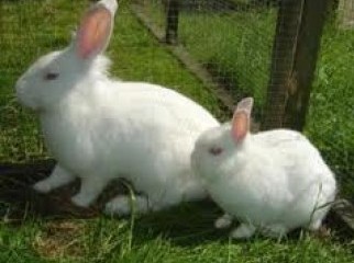 White Rabbit age 2 months