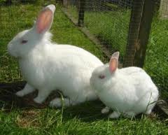White Rabbit age 2 months large image 0